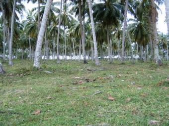 Land for sale, Natai beach Phangnga
